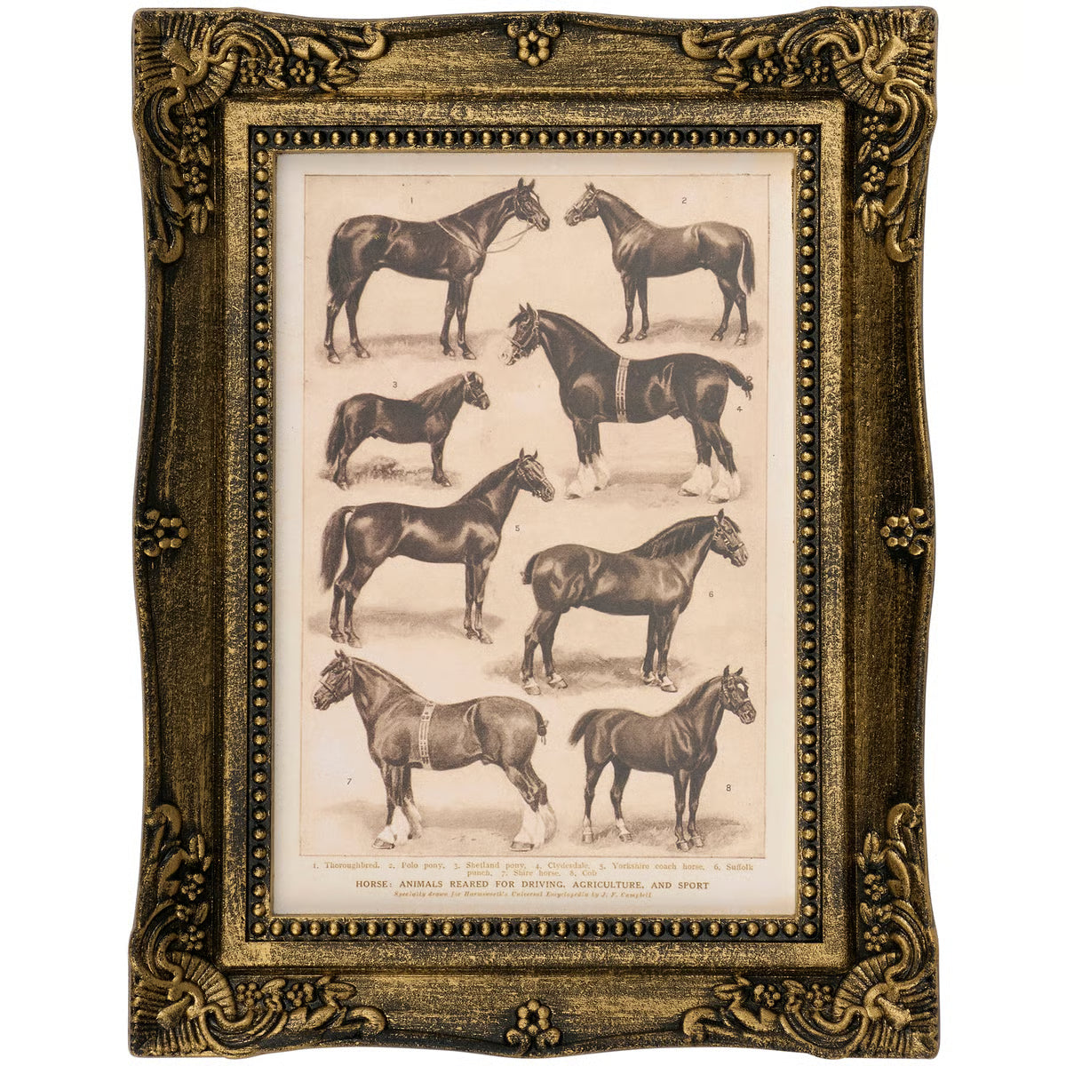 Horse Breeds Small Framed Art