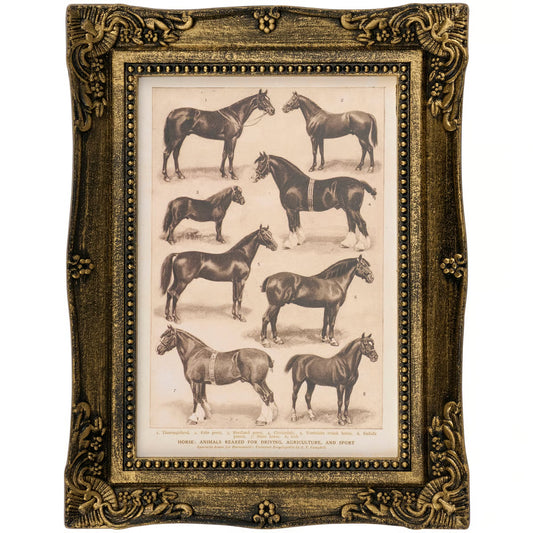 Horse Breeds Small Framed Art